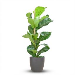 Ficus Lyrata met Potter pot grijs (8721042063366)