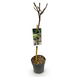 Plant op Stam - Ficus carica Brown Turkey - Terras Plant - Bladverliezend - Winterhard - Groene Vrucht - Pot 19cm Hoogte 90cm (8720872544007)