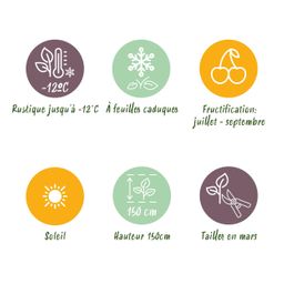 Plant op Stam - Ficus carica Brown Turkey - Terras Plant - Bladverliezend - Winterhard - Groene Vrucht - Pot 19cm Hoogte 90cm (8720872544007)