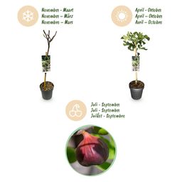 Plant op Stam - Ficus carica Brown Turkey - Terras Plant - Bladverliezend - Winterhard - Groene Vrucht - Pot 19cm Hoogte 90cm (8720872544007)