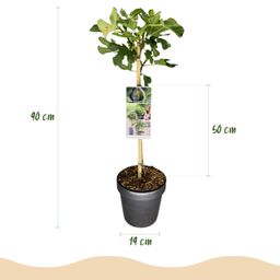 Plant op Stam - Ficus carica Brown Turkey - Terras Plant - Bladverliezend - Winterhard - Groene Vrucht - Pot 19cm Hoogte 90cm (8720872544007)