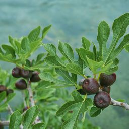 Plant op Stam - Ficus carica Brown Turkey - Terras Plant - Bladverliezend - Winterhard - Groene Vrucht - Pot 19cm Hoogte 90cm (8720872544007)