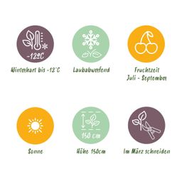 Plant op Stam - Ficus carica Brown Turkey - Terras Plant - Bladverliezend - Winterhard - Groene Vrucht - Pot 19cm Hoogte 90cm (8720872544007)