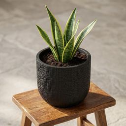 Capi europe Capi Nature Skin Pot Bol Antraciet - D17cm - H15cm (49972)