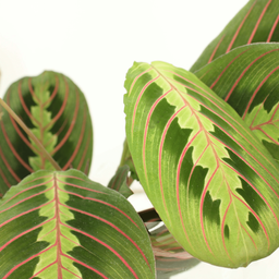 Maranta Fascinator (Pijlwortel) - 2 stuks (10268)