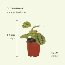 Maranta Fascinator (Pijlwortel) - 2 stuks (10268)