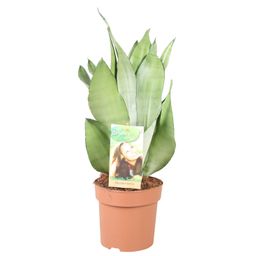 Sansevieria Moonshine - Hoogte 40-45** (21862)