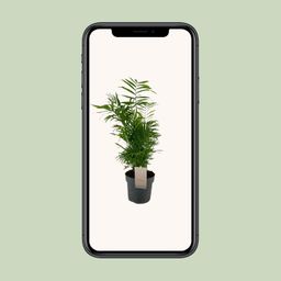 Chamaedorea Elegans (12287)