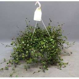 Muehlenbeckia WOLKJE DER LIEFDE (29713)