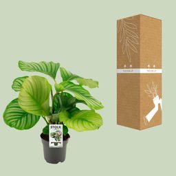 Calathea Orbifolia (8720634287296)