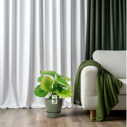 Calathea Orbifolia (8720634287296)