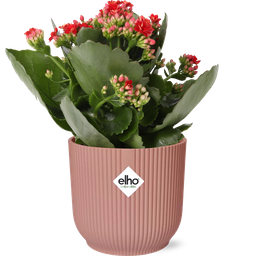 Mother's Day - Kalanchoe Rosalina Don Justino Rood + ELHO Vibes Fold 14cm roze (49374)