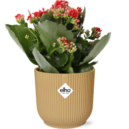 Kalanchoe Rosalina Don Justino Rood + ELHO Vibes Fold 14cm geel (49373)