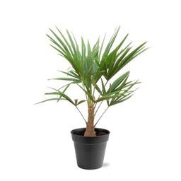 Trachycarpus Fortunei - 90-100cm - Ø21 (8721055694182)