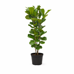 Ficus Lyrata struik - 160 cm - Ø27 (8721055697190)