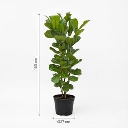 Ficus Lyrata struik - 160 cm - Ø27 (8721055697190)