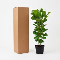 Ficus Lyrata struik - 160 cm - Ø27 (8721055697190)