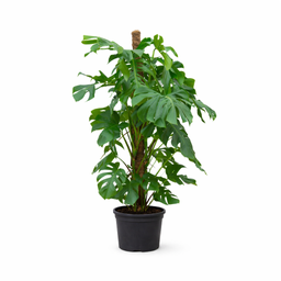 Monstera Deliciosa XXL - 150cm - ⌀27 (8721055693659)