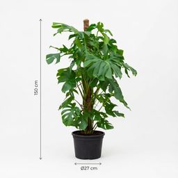 Monstera Deliciosa XXL - 150cm - ⌀27 (8721055693659)