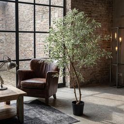 ARTIFICIAL Ficus benjamina variegata (51791)