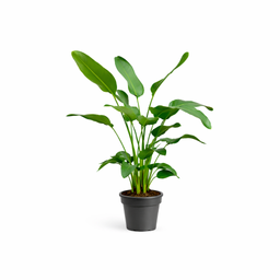 Strelitzia Nicolai - 170 cm - ⌀24 (8721055694106)