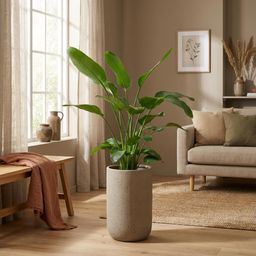 Strelitzia Nicolai - 170 cm - ⌀24 (8721055694106)