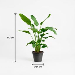 Strelitzia Nicolai - 170 cm - ⌀24 (8721055694106)