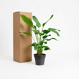 Strelitzia Nicolai - 170 cm - ⌀24 (8721055694106)