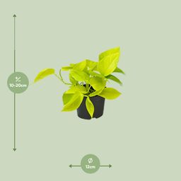 Epipremnum Golden Pothos - Scindapsus - PROMO - Ø12 (8720634284486)