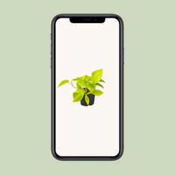 Epipremnum Golden Pothos - Scindapsus - PROMO - Ø12 (8720634284486)