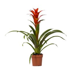 Guzmania Ostara (13882)