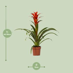 Guzmania Ostara (13882)