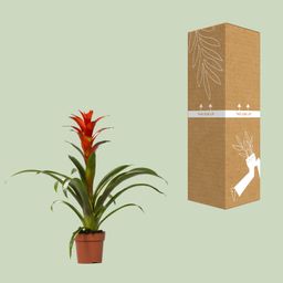 Guzmania Ostara (13882)