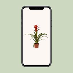 Guzmania Ostara (13882)