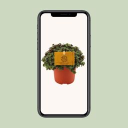 Callisia Turtle - Ø10,5 ↕15 (12810)