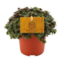 Callisia Turtle - Ø10,5 ↕15 (12810)