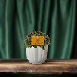 Callisia Turtle - Ø10,5 ↕15 (12810)