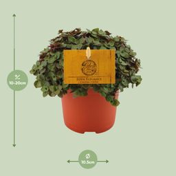 Callisia Turtle - Ø10,5 ↕15 (12810)