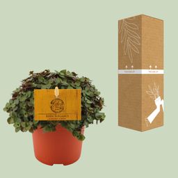 Callisia Turtle - Ø10,5 ↕15 (12810)