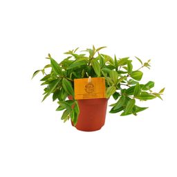 Peperomia Ang. Rocca Vivace (12880)