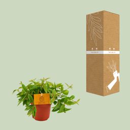 Peperomia Ang. Rocca Vivace (12880)