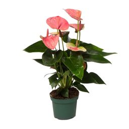 Anthurium Sweet Dream (12620)