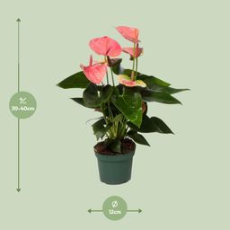 Anthurium Sweet Dream (12620)