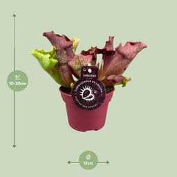 Sarracenia - Ø12 ↕20 (13910)