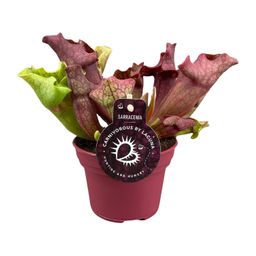 Sarracenia - Ø12 ↕20 (13910)