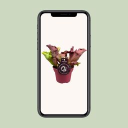 Sarracenia - Ø12 ↕20 (13910)