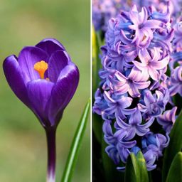 Flowerbulbs amsterdam Blue and Purple - 30 bloembollen (8720938490309)