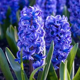 Flowerbulbs amsterdam Blue and Purple - 30 bloembollen (8720938490309)