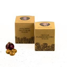 Flowerbulbs amsterdam Blue and Purple - 30 bloembollen (8720938490309)