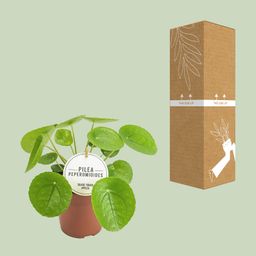 Pilea Peperomioides (22575)